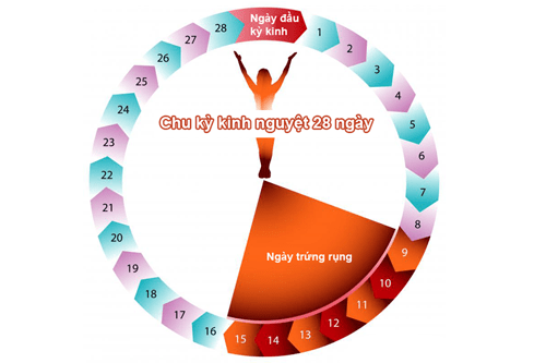 Thời điểm dễ thụ thai trong chu kỳ kinh nguyệt