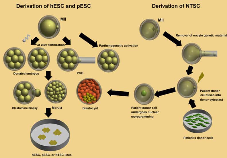 PGD/ Micro Array: Kĩ thuật kiểm tra NST tiền chuyển phôi sang-loc-phoi-di-tat-sinh-con-theo-y-muon-voi-ki-thuat-pgd/-2