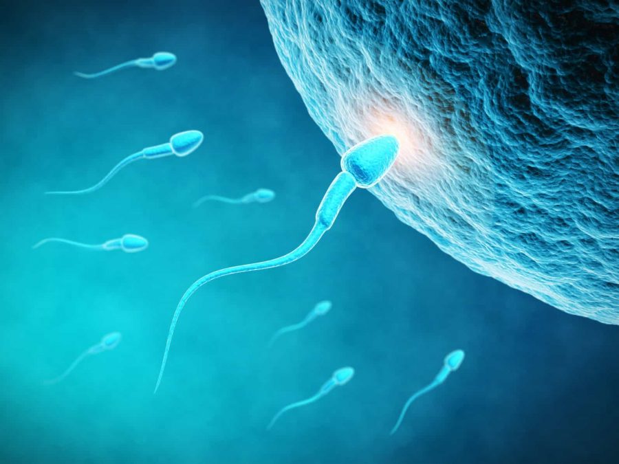 Tìm ra phương pháp chữa bệnh vô sinh bằng tinh trùng nhân tạo