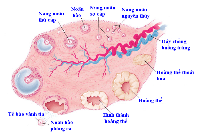 Rối loạn phóng noãn gây vô sinh nữ Rối loạn phóng noãn 1