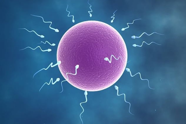 Tinh trùng chết và vấn đề vô sinh nam Tinh-trung-chet-va-van-de-vo-sinh-nam-1