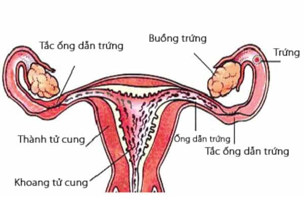 bơm hơi thông tắc vòi trứng | Món Miền Trung