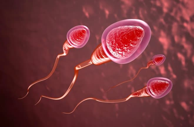 Những trường hợp nên lưu trữ tinh trùng tim-hieu-ve-luu-tru-tinh-trung-1