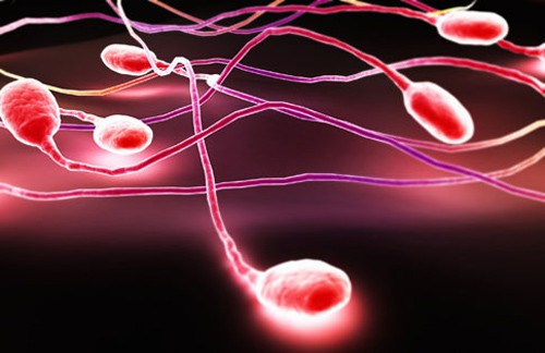 Kháng thể kháng tinh trùng trong miễn dịch sinh sản ở nam giới khang-the-khang-tinh-trung-trong-mien-dich-sinh-san-o-nam-gioi-2