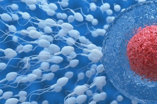 chua-vo-sinh-khong-tinh-trung-nam-gioi-vo-tinh-van-sinh-con-chinh-chu-2