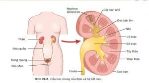 nhung-dieu-can-biet-ve-nhiem-trung-duong-tiet-nieu-o-nu-gioi-1