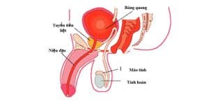 benh-nhiem-trung-duong-tiet-nieu-o-nam-gioi-3