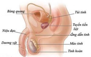 Các bệnh về tinh hoàn luôn là nỗi ám ảnh của nam giới