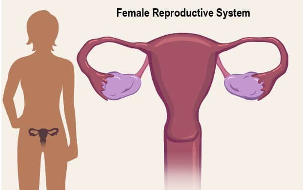 Những thông tin quan trọng về hệ sinh sản của nữ giới