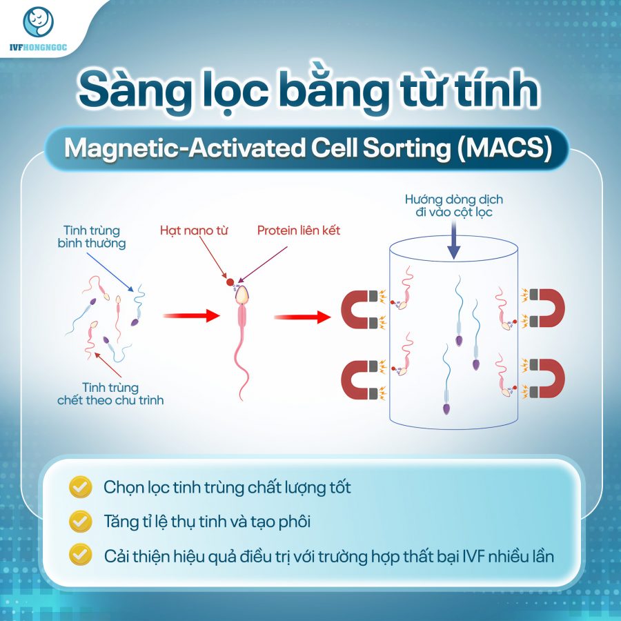 Phương pháp chọn lọc tinh trùng bằng từ trường (MACS)