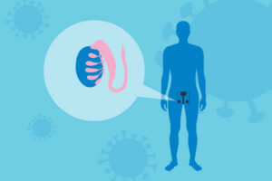 Tinh hoàn bình thường của nam giới